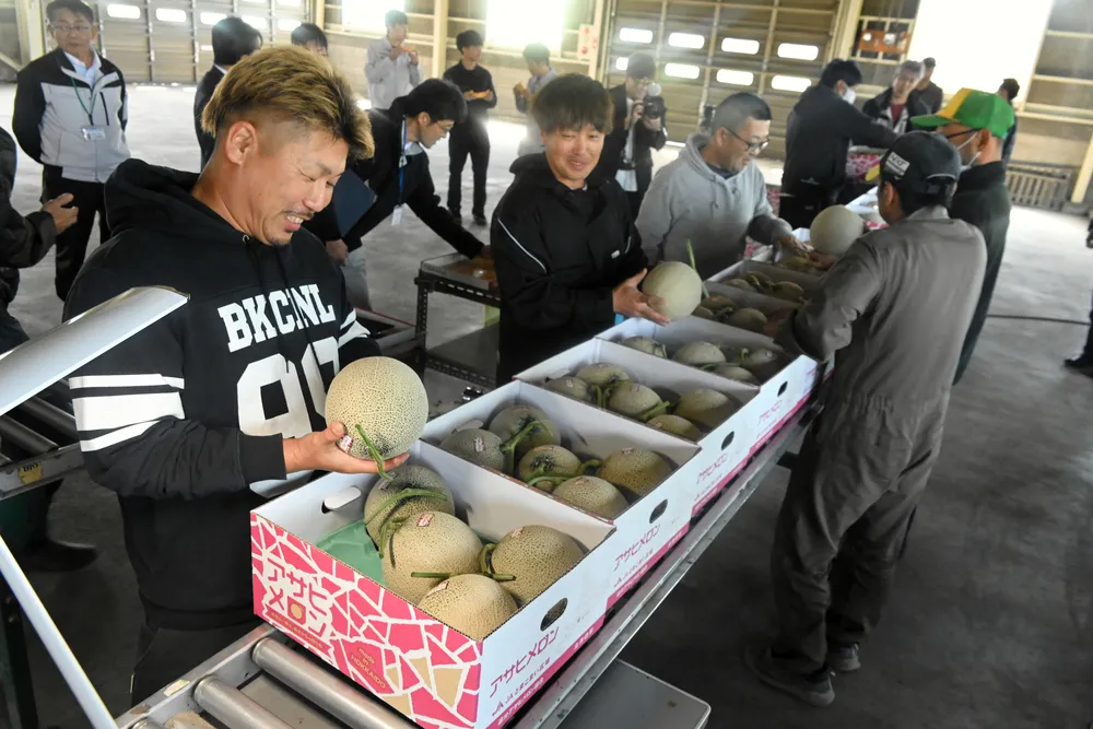 糖度上々、追分アサヒメロン出荷 安平：北海道新聞デジタル