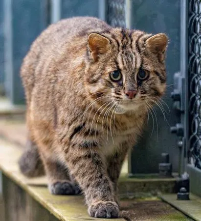 ツシマヤマネコ 対馬の森で、野生との共存をめざして ツシマヤマネコ: 対馬の森で、野生との共存をめざして