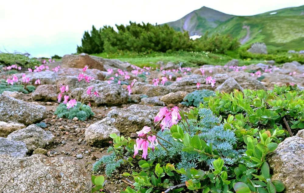 高山植物の楽園、北海道・大雪山。豊かで変化の大きい自然環境に