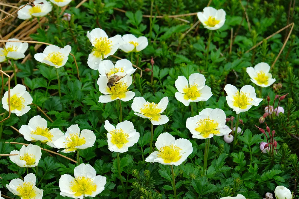 北海道の高山植物（大形本）　創土社　【中古ー非常に良い】 消費税無し 北海道の高山植物（大形本） 創土社 【中古ー非常に