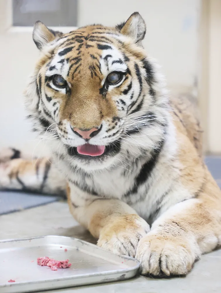 いのちかがやけ!タイガとココア : 障がいをもって生まれたアムールトラのきょう… いのちかがやけ!タイガとココア : 障がいをもって生まれた