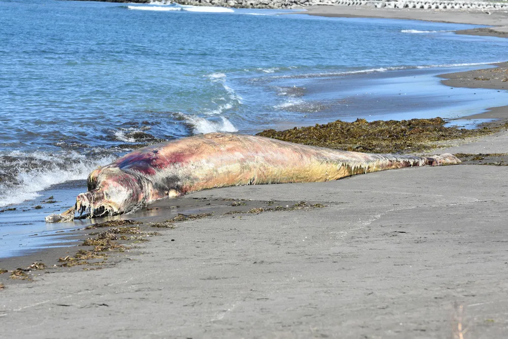 北見市常呂町でクジラ死骸発見 ツチクジラの一種か 別の砂浜に埋却