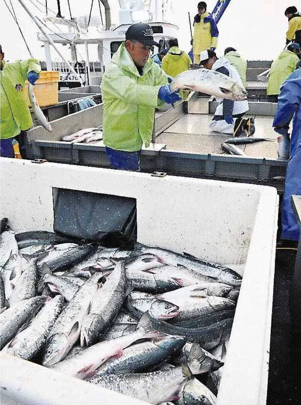 秋サケ 豊漁続きに期待 枝幸で初水揚げ 昨年の8.6倍54トン:北海道新聞デジタル