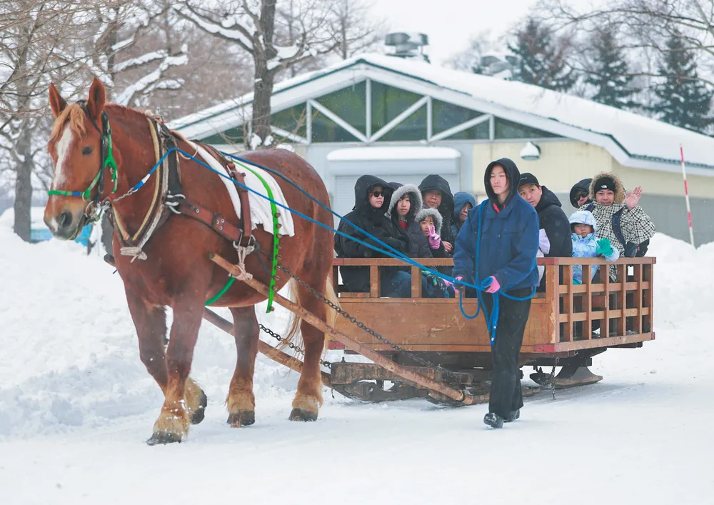 雪景色の中、揺られて食べて　札幌・さとらんどで冬の催し開始　馬そり、鉄砲鍋人気