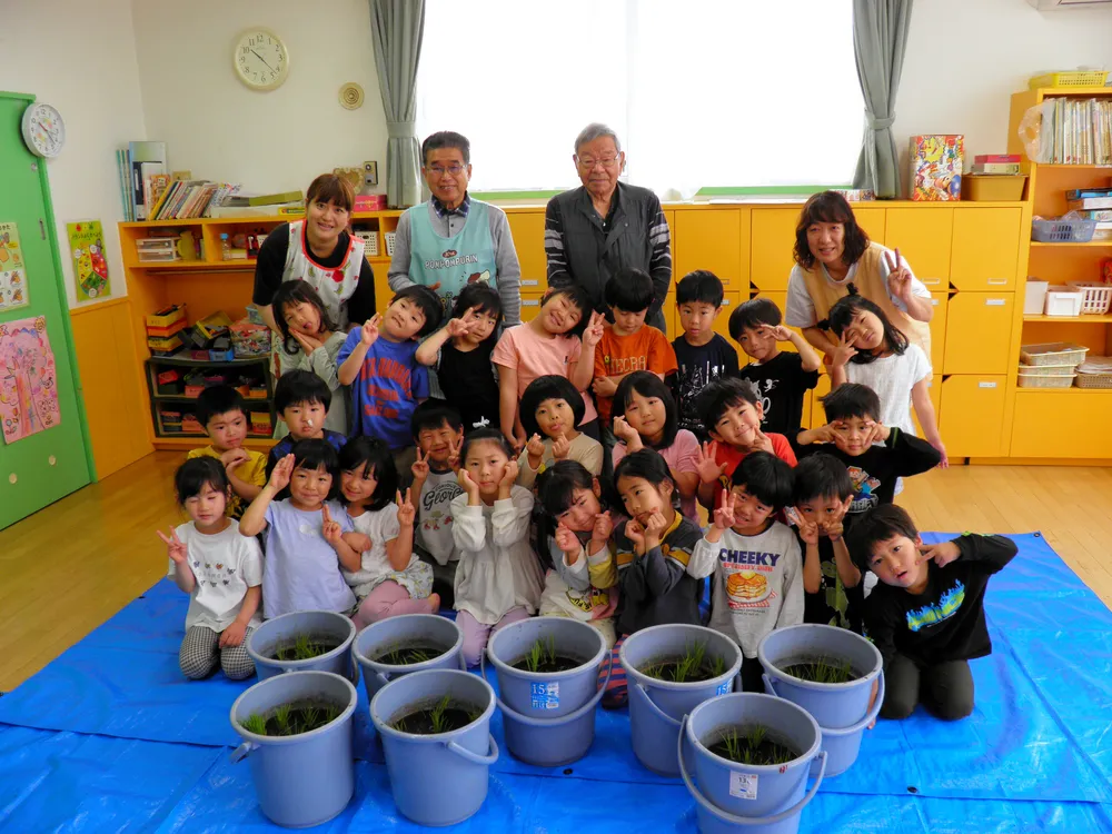 お米になったらおにぎりに～園児がバケツで田植え体験：北海道新聞デジタル