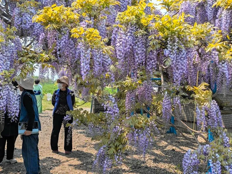 古屋さん方で見頃を迎えている薄紫色のフジの花