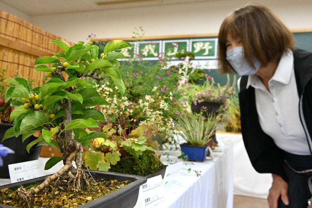 盆栽や山野草 丹精した２００点 北見市緑のセンターで展示：北海道新聞