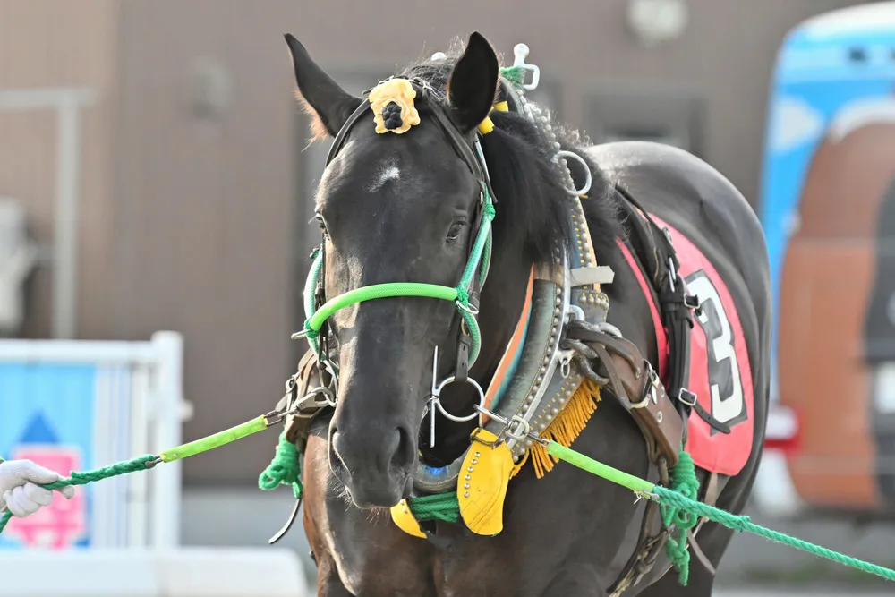 10月12日のレース紹介 ナナカマド賞＜ばんえい競馬＞：北海道新聞デジタル