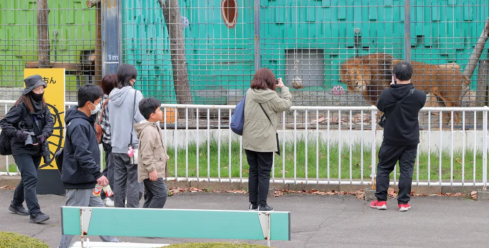 釧路市動物園で飼育されているライオンを見る親子連れら