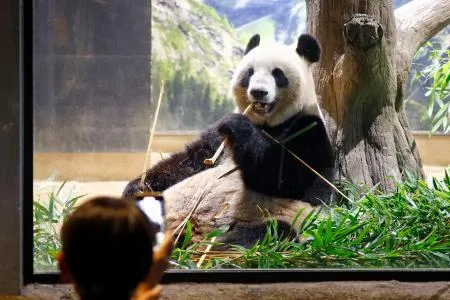 上野のパンダ 上野のパンダカップルとお別れ ファンが最終観覧、29日中国へ