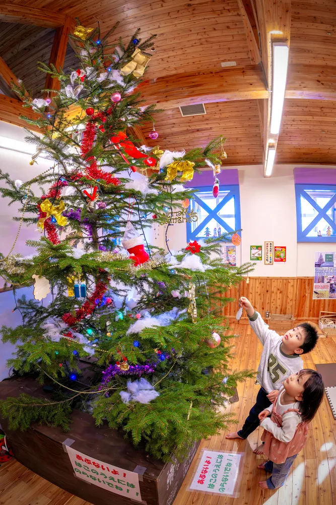 美幌のエゾマツ Xマスの装い 「きてらす」で今年も：北海道新聞デジタル