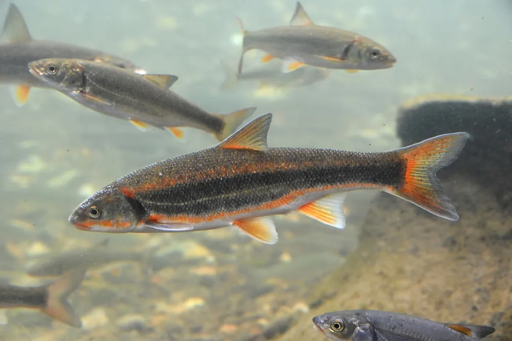 赤い婚姻色に染まった産卵時期のウグイ