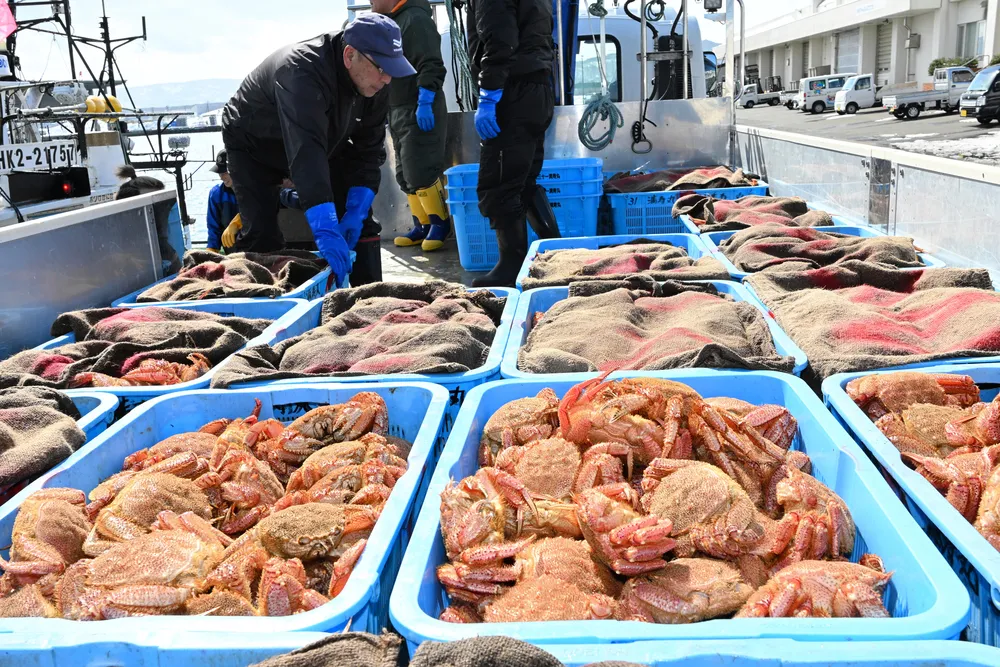 毛ガニかご漁、枝幸で開始 初日は17.1トン水揚げ：北海道新聞