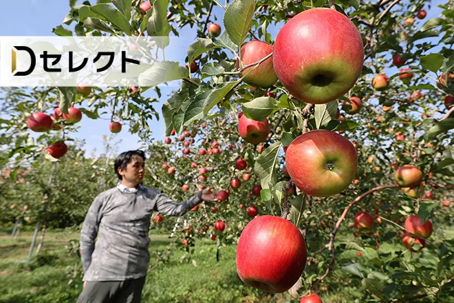 北海道産リンゴ 品種多彩も収穫量は6割減 「高密植栽培」に活路＜北の