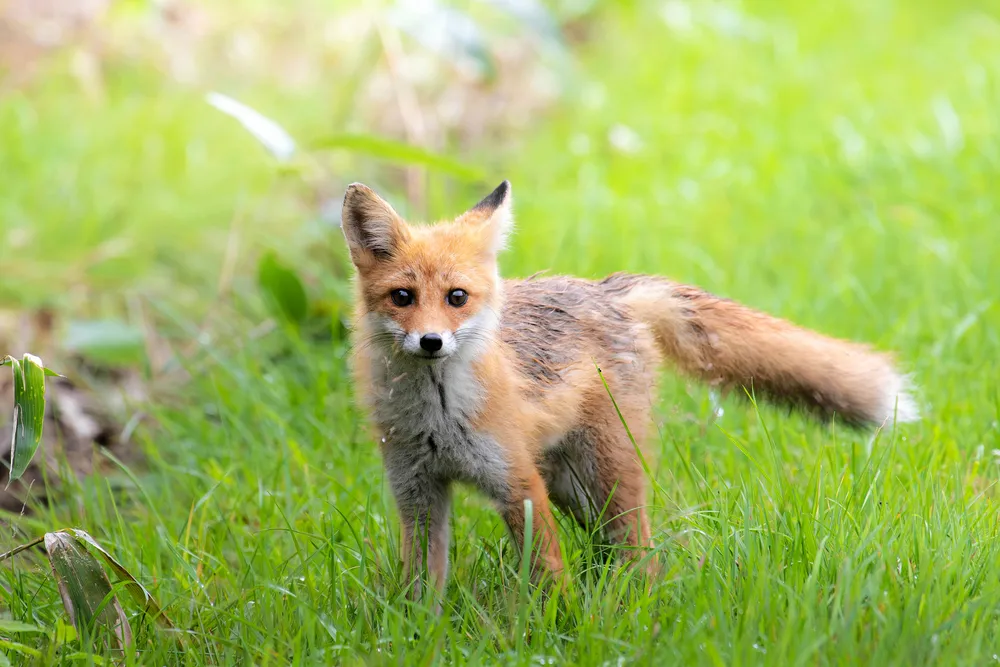 まん丸お目々のこぎつね＝2024年8月13日、上川町