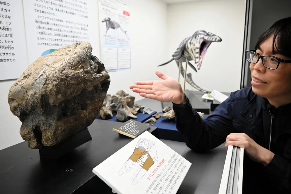 ウチ推し＞エゾミカサリュウの化石 くぼみや歯、形はっきり＝三笠市立