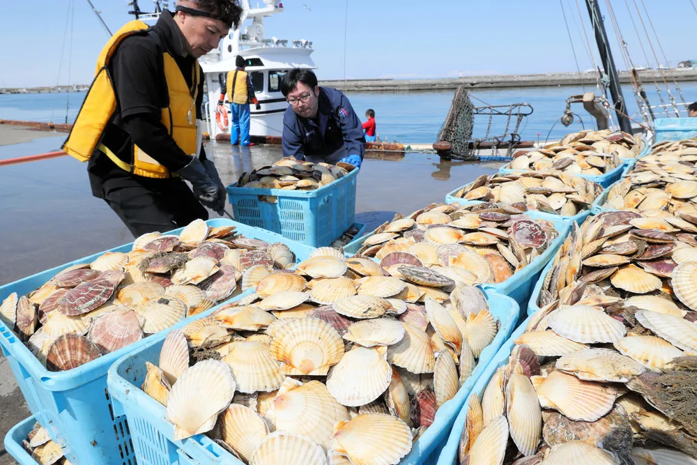 北海道産ホタテ 対中輸出「戻らぬ」見方強く 他国に販路、国内は