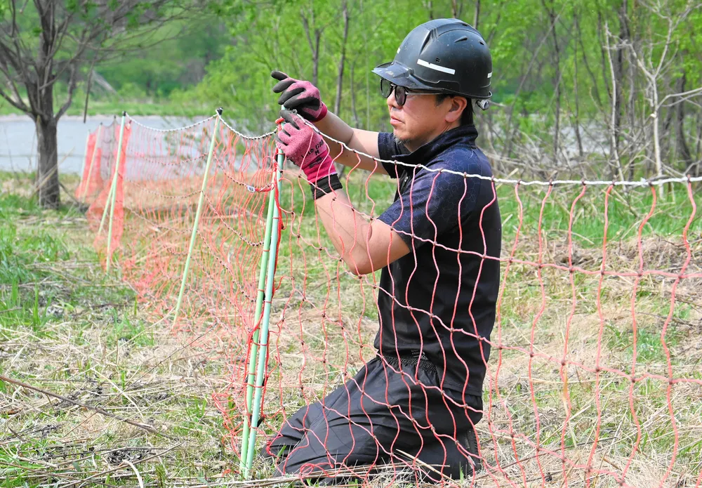 石狩川の河川敷にネットフェンスを設置する作業員=14日