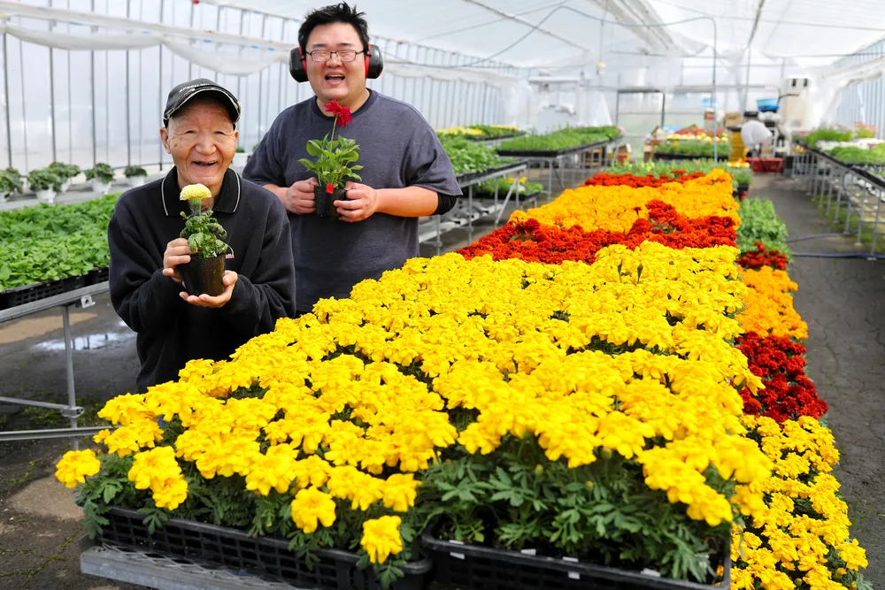 石の花　カット苗　② 花苗セット】紫陽花・チョコシックと十二単衣のひとはちが作れる花苗