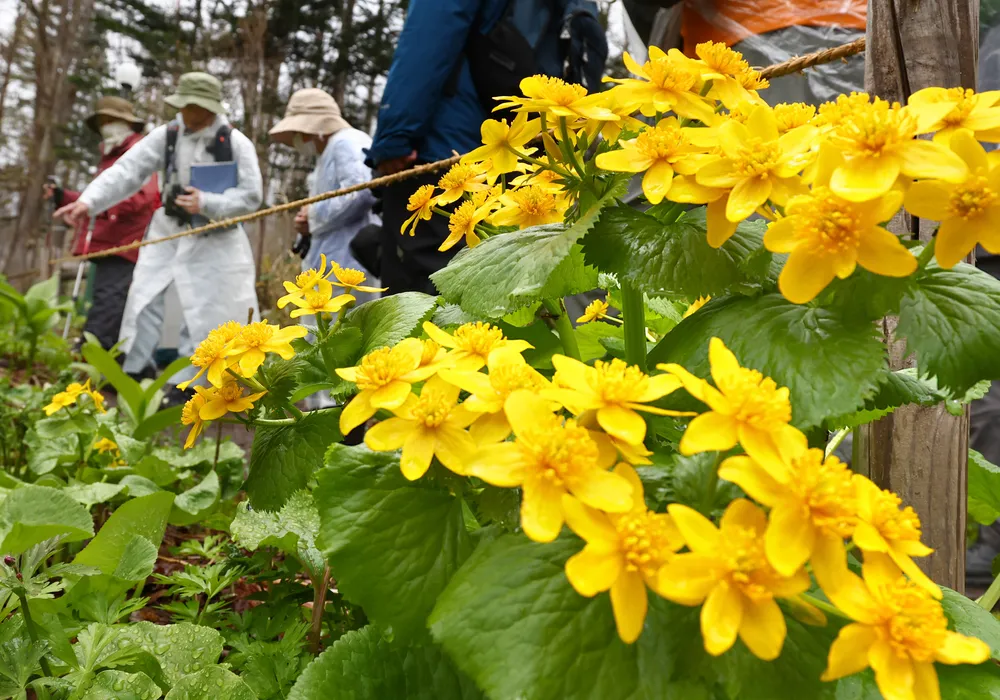 春と新緑の嵐山フェスティバル