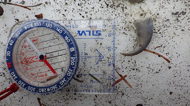 デジタル発＞ヒグマの「子殺し」道内で初確認 雄が別の雄の子
