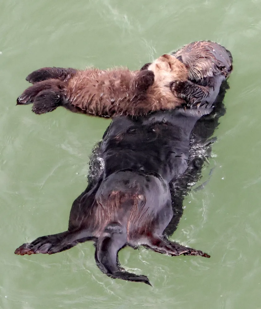 写真6枚＆動画】ラッコの親子、仲睦まじく 浜中・霧多布岬で誕生 観光