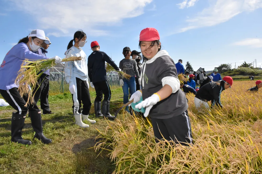 田んぼに入って稲刈りに挑戦する児童
