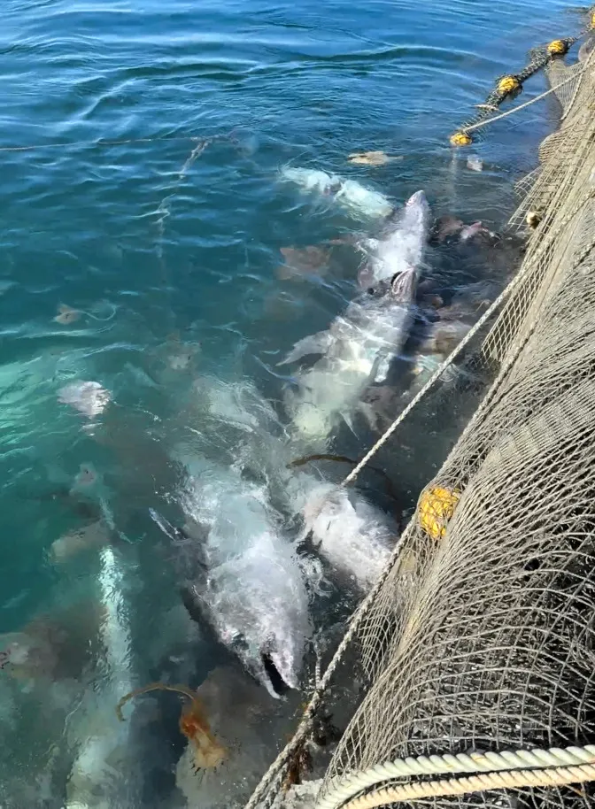 災害級」のクロマグロ被害 網は破れ、サケマス激減 漁業者から悲鳴