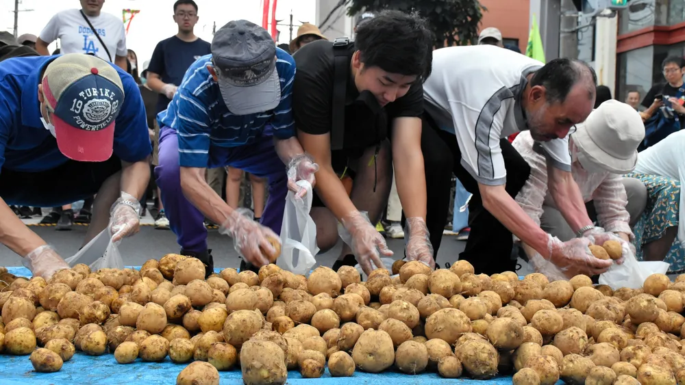 イモ詰め放題に夢中 くっちゃんじゃが祭り開幕：北海道新聞デジタル