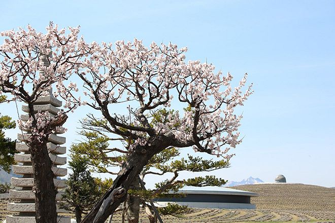 桜の時期には、桜と大仏を目当てに観光客が訪れる（いずれもふる里公苑提供）