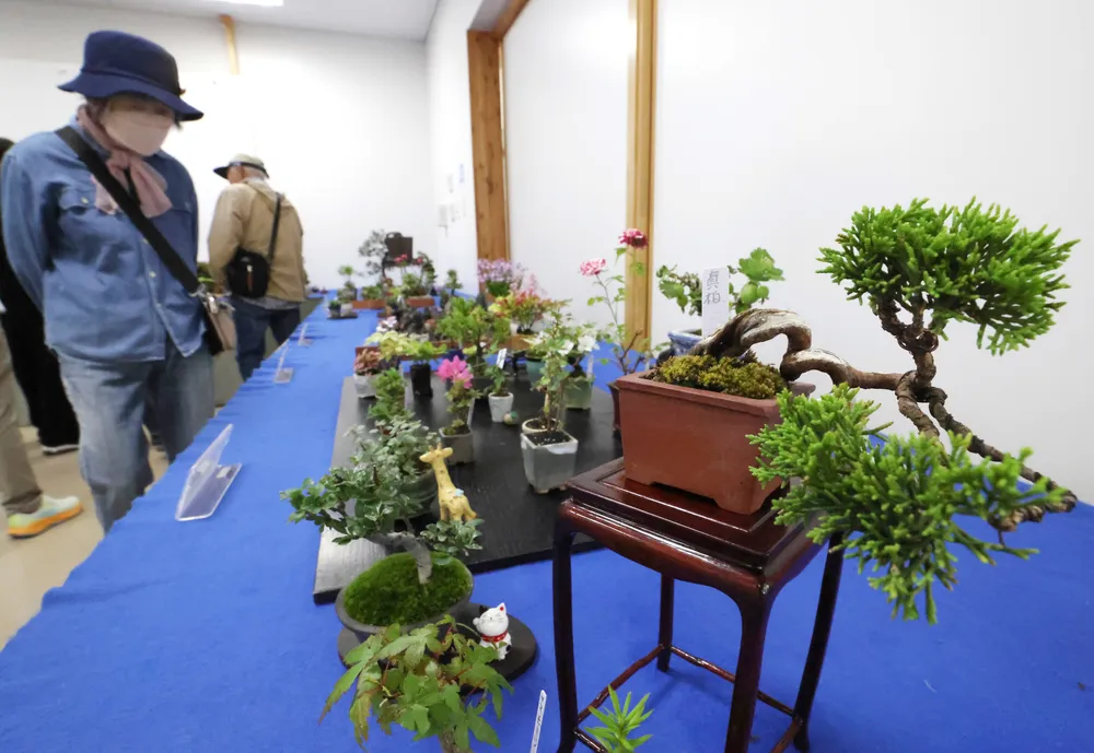 愛情たっぷり手のひら盆栽 札幌草樹会が展示：北海道新聞デジタル
