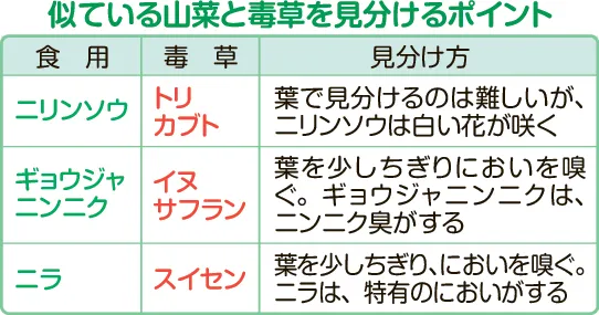 山ぶどうに似た植物と毒草の見分け方|誤食を防ぐ決定的特徴と安全基準