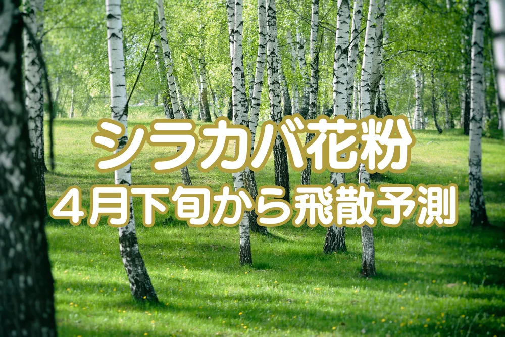 今年のシラカバ花粉は3倍量、早期飛散の予測　花粉症の人は早めの対策を