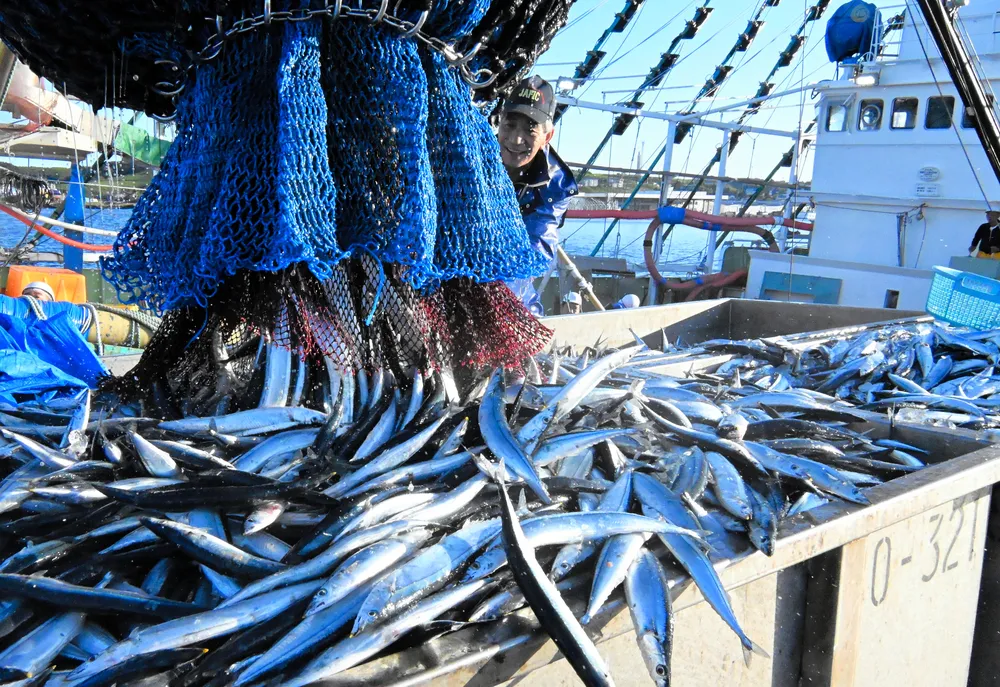 サンマ漁巡り、日中台攻防 全体枠を26年5％減、27年10％減で決着も楽観