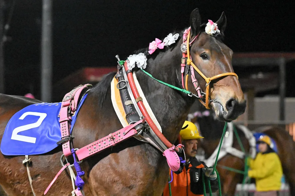 4月19日のレース紹介　青葉特別＜ばんえい競馬＞