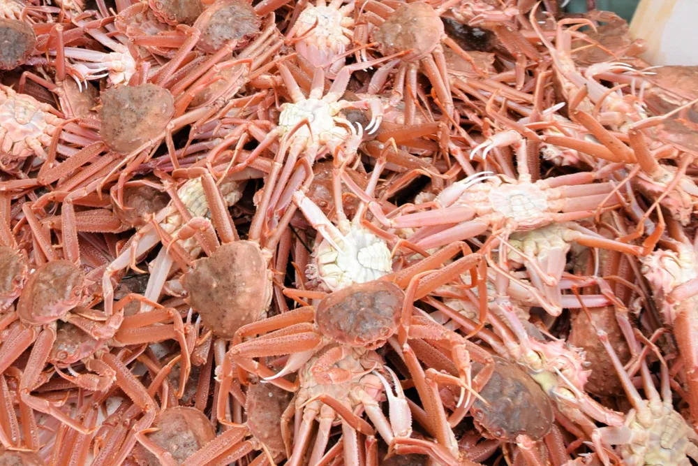 オオズワイガニを「ズワイガニ」と表示販売 洞爺湖町の水産卸に改善