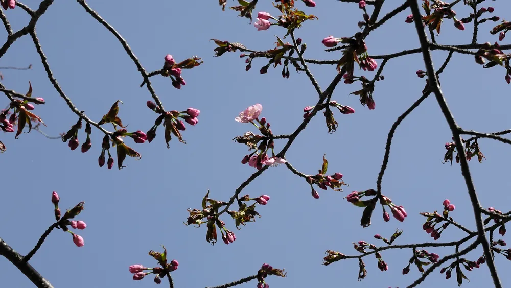 音別町の「憩いの森」で開花したエゾヤマザクラ（音別町行政センター提供）