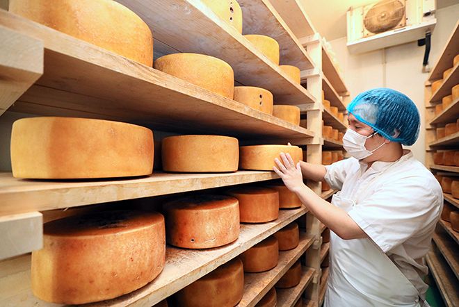 道産ナチュラルチーズ、世界へ飛躍 躍進の裏にあの協定？ 拡大