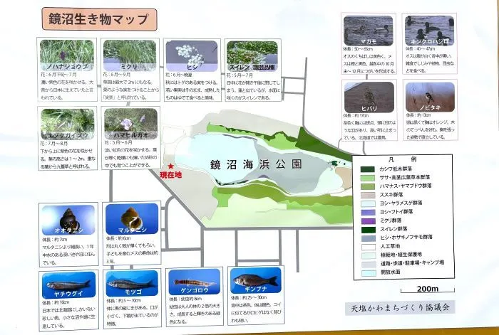 可憐な草花など豊かな自然に触れられる公園内にキャンプ場があります
