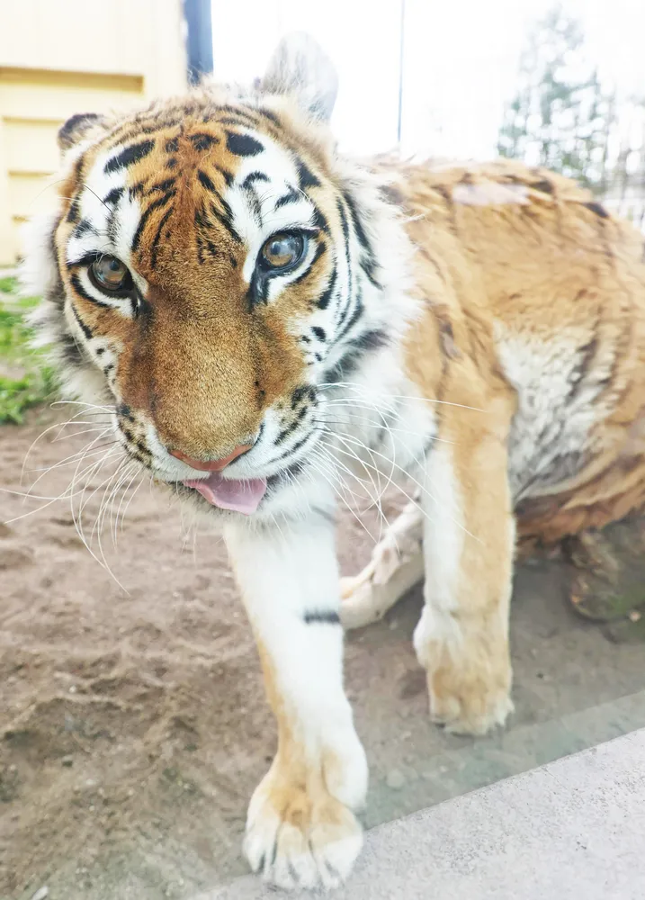 16歳ココア 懸命に生きる 釧路市動物園の障害あるアムールトラ