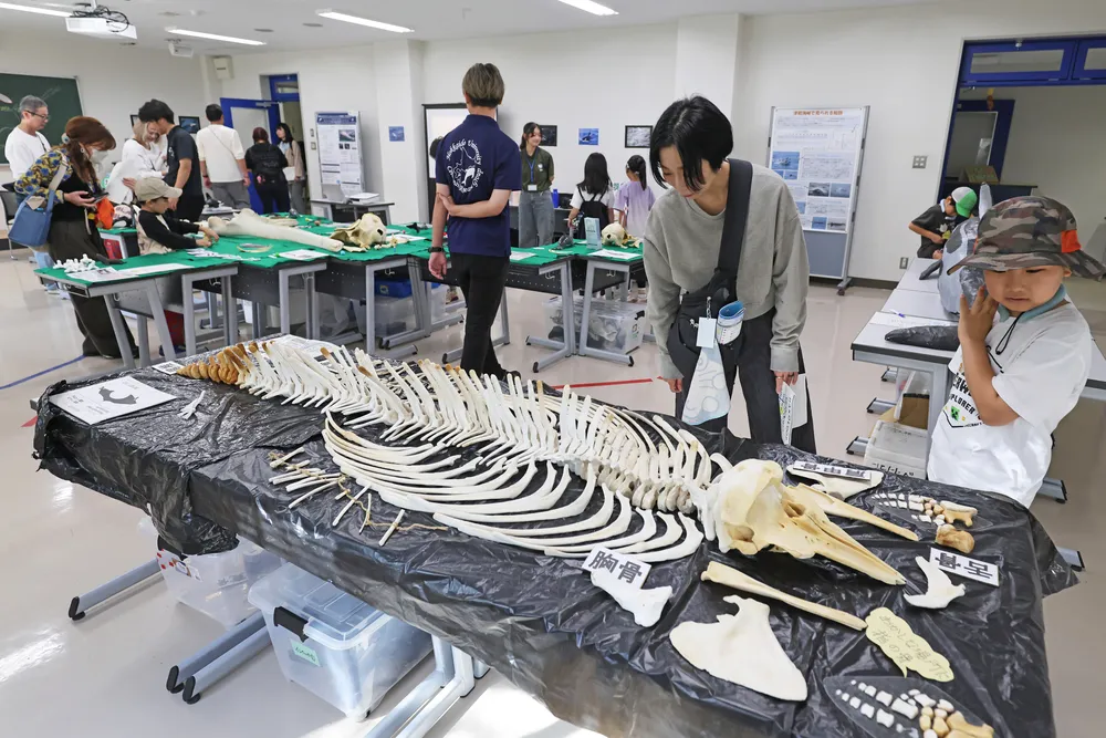 北大鯨類研究会が骨格標本展示 「北水祭」で年1回公開 鯨肉の加工品の