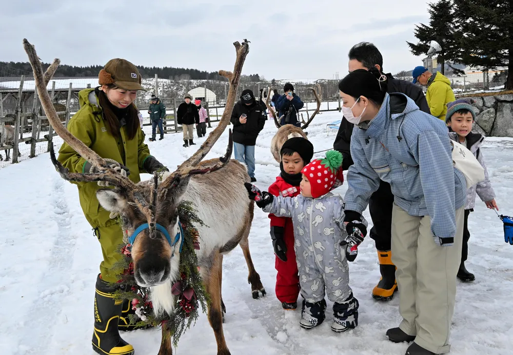 トナカイに触れてXマス気分 幌延・観光牧場でフェスタ：北海道新聞デジタル
