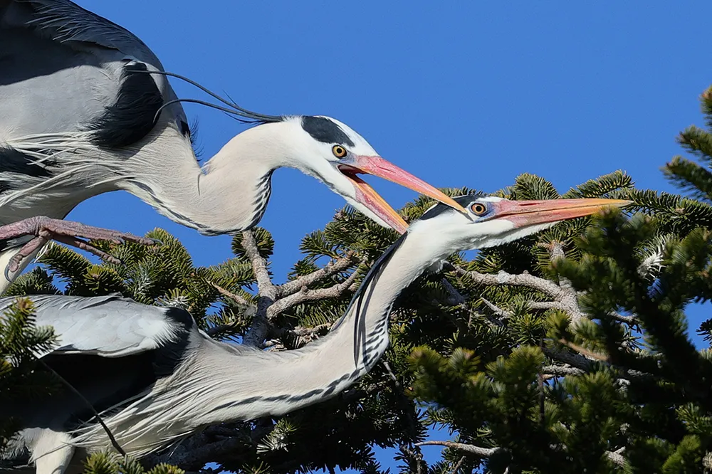春を告げるアオサギと季節限定御朱印