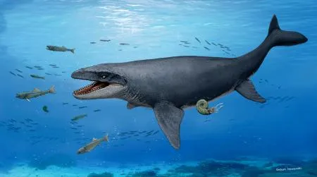 大阪のモササウルス化石、新種か 爬虫類、35年前発見を再分析：北海道