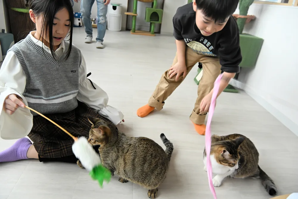 猫とふれあう新しい体験！江別の猫カフェ