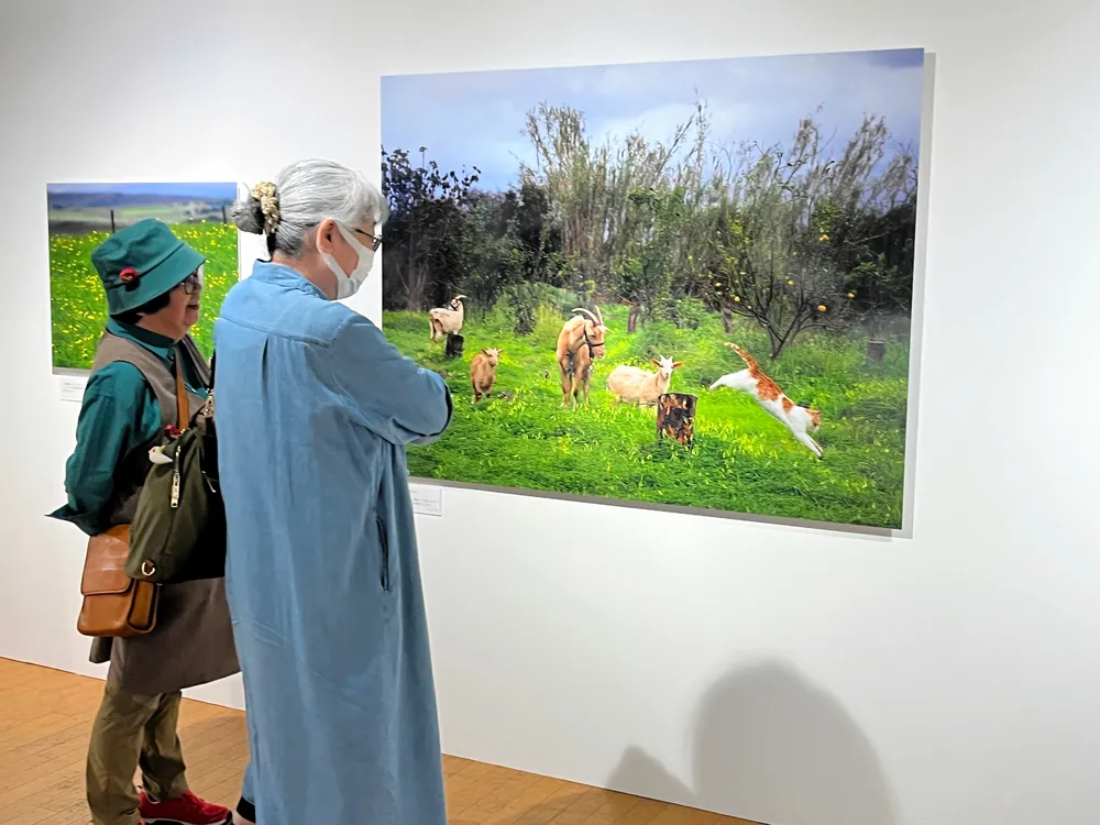 世界の猫の豊かな表情見て　サッポロファクトリーで動物写真家・岩合光昭さんの個展開催