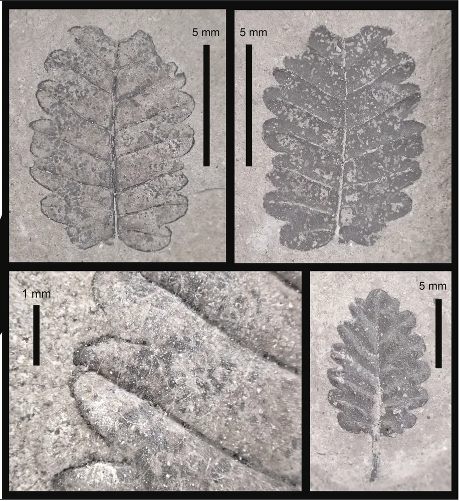 上士幌で新種の植物化石発見 北海道博物館など、680万年前の地層から