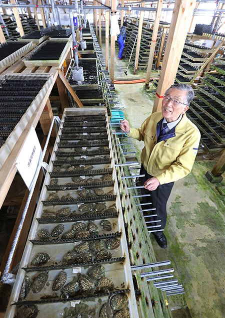 福島町のアワビ 国内でも珍しい「陸上養殖」 安定出荷強み まちおこしの切り札に＜デジタル発＞：北海道新聞デジタル