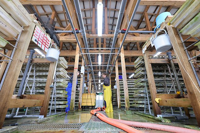 陸上養殖試験水槽「ONEパレット水槽」