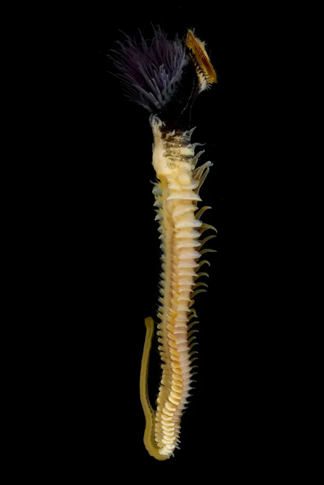 白老沖に新種ゴカイ 研究者グループ発見 巣を密集、巨大な「礁」形成